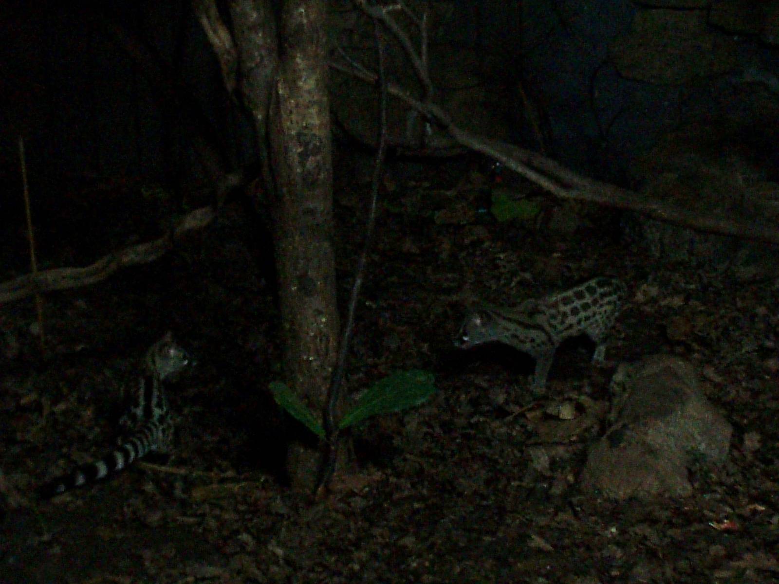 Parken Zoo - Genets