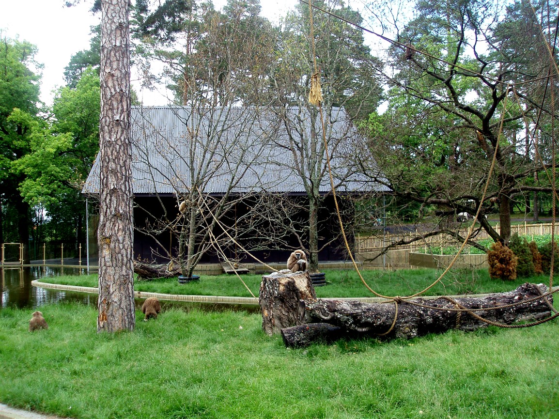 Parken Zoo - Gibbon island