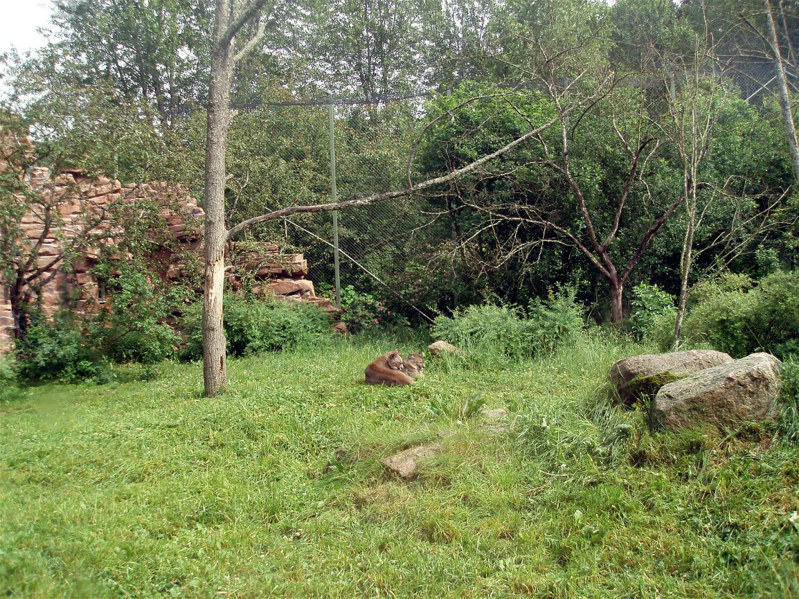 Parken Zoo - Puma exhibit