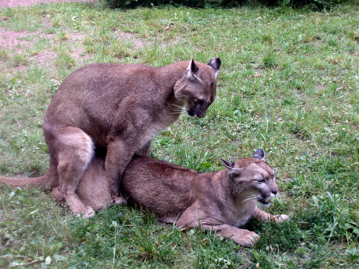Parken Zoo - Pumas