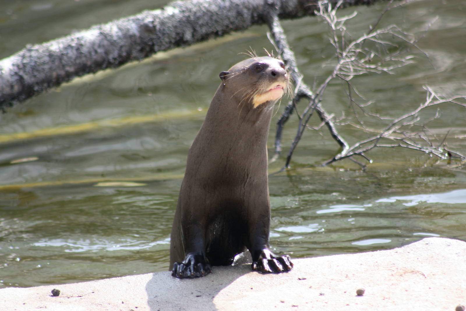 Parken Zoo Spring 201