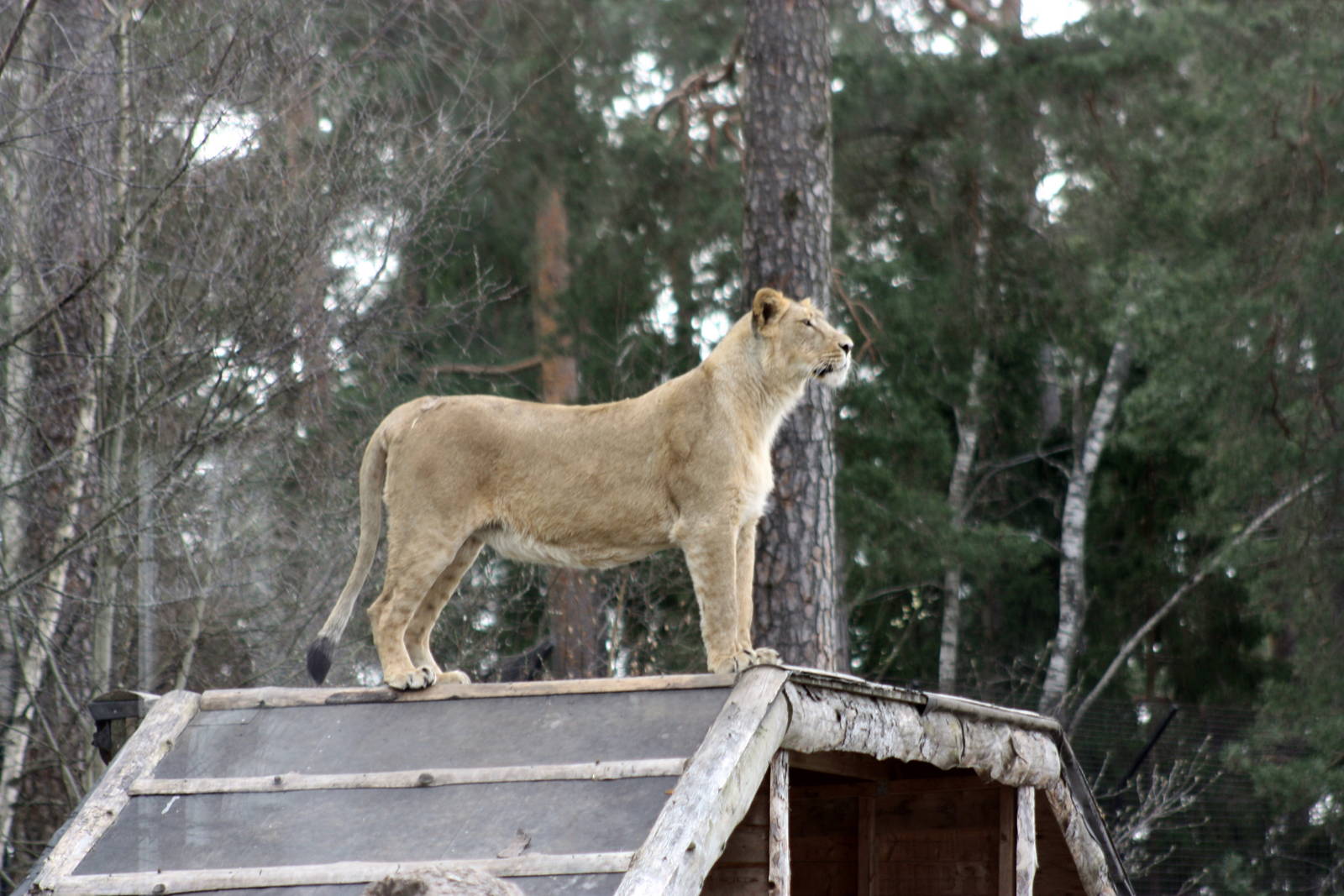 Parken Zoo Spring 2013