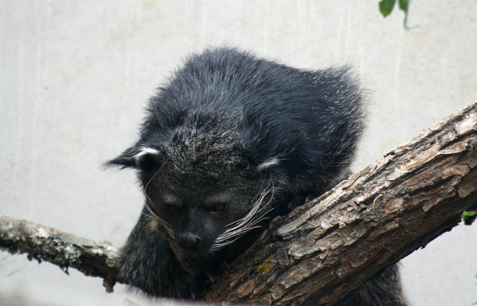 Parken Zoo Spring 2013