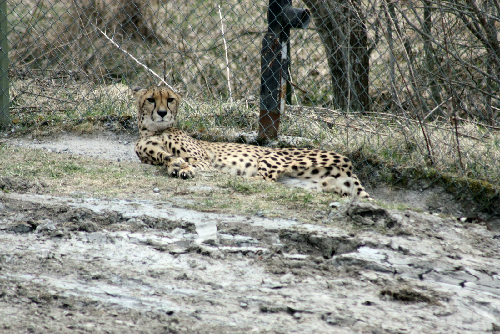 Parken Zoo Spring 2013