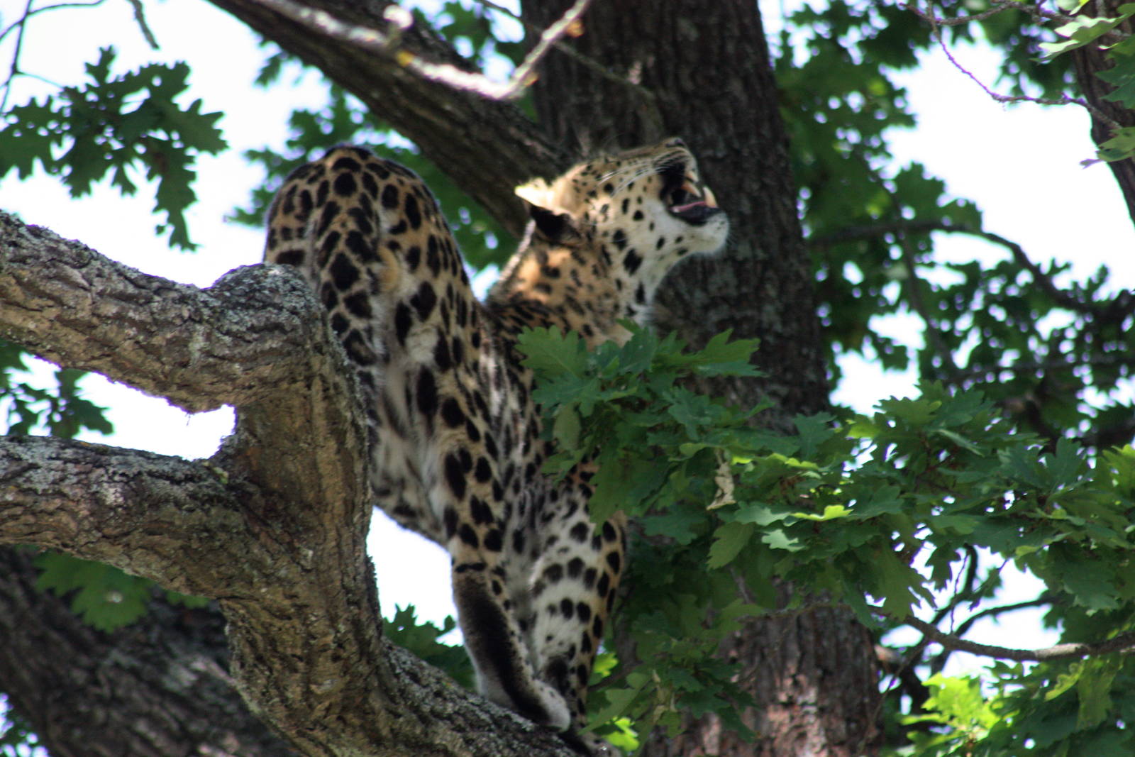 Parken Zoo Summer 2013