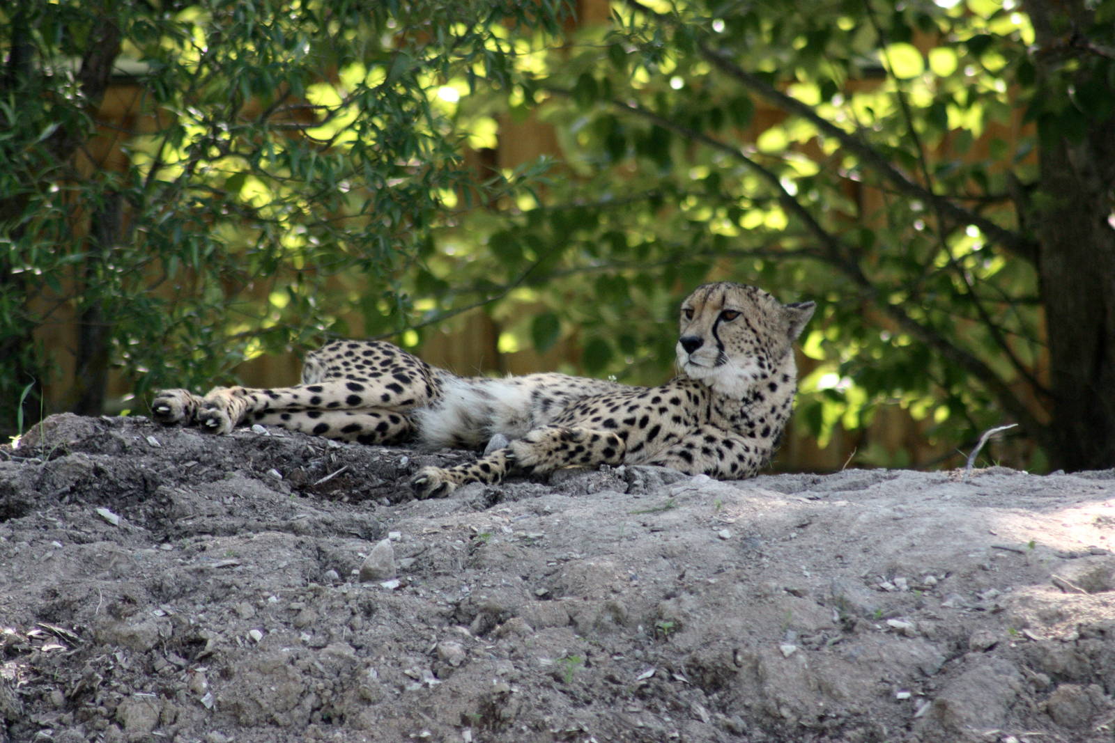Parken Zoo Summer 2013