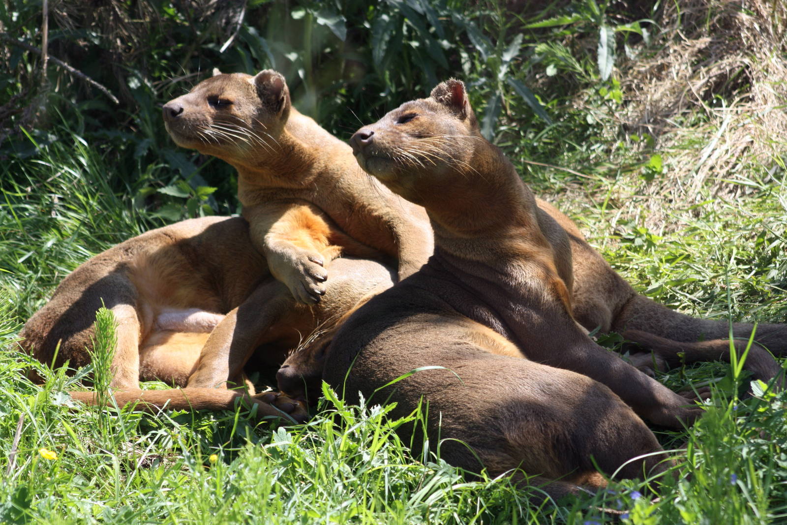 Parken Zoo Summer 2013