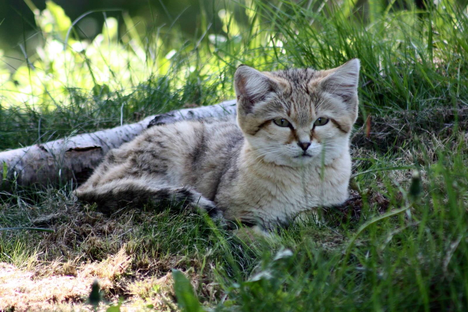 Parken Zoo Summer 2013
