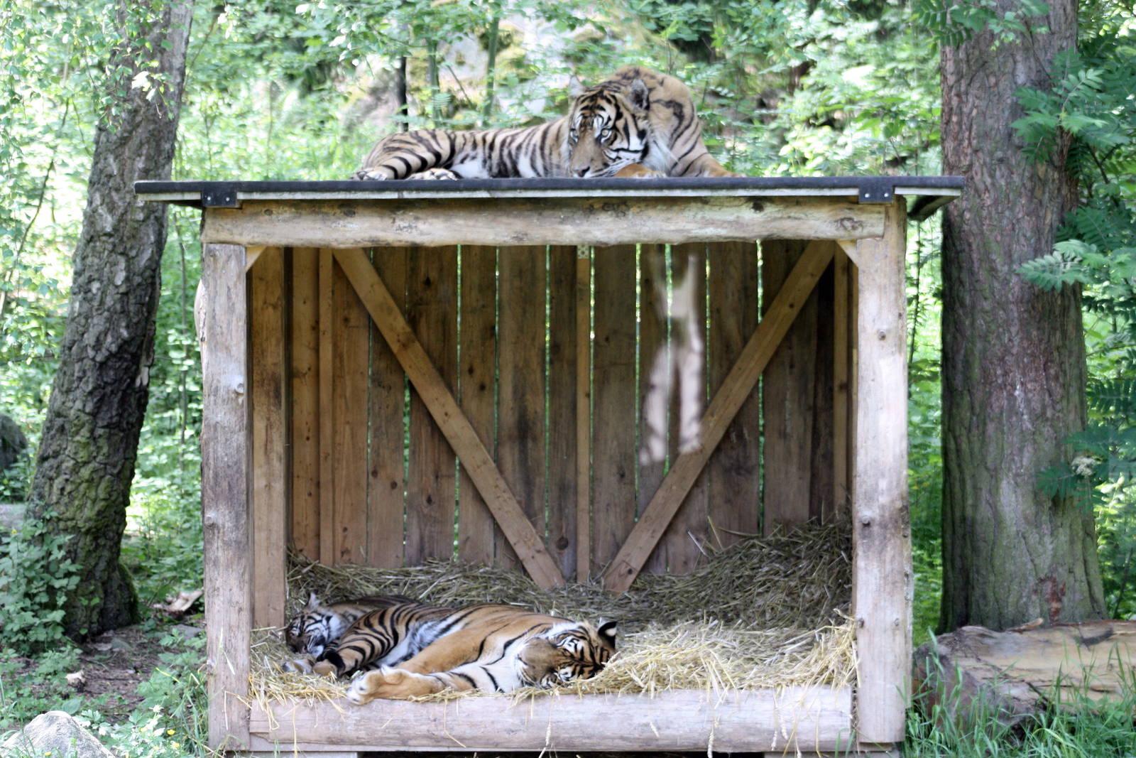 Parken Zoo Summer 2013