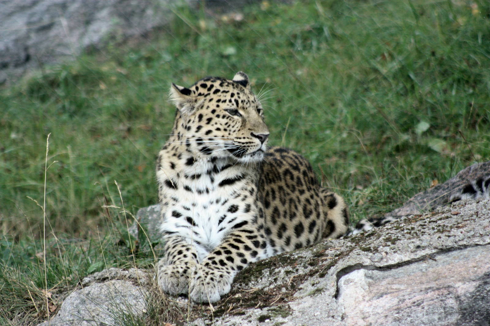 Parken Zoo summer 2013