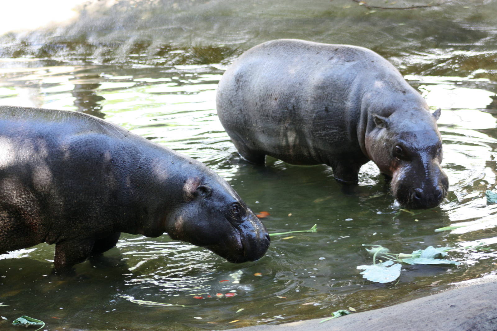 Parken Zoo summer 2013