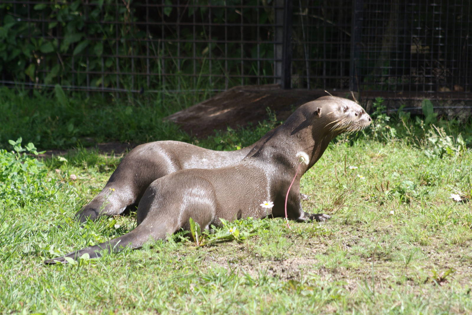 Parken Zoo summer 2013