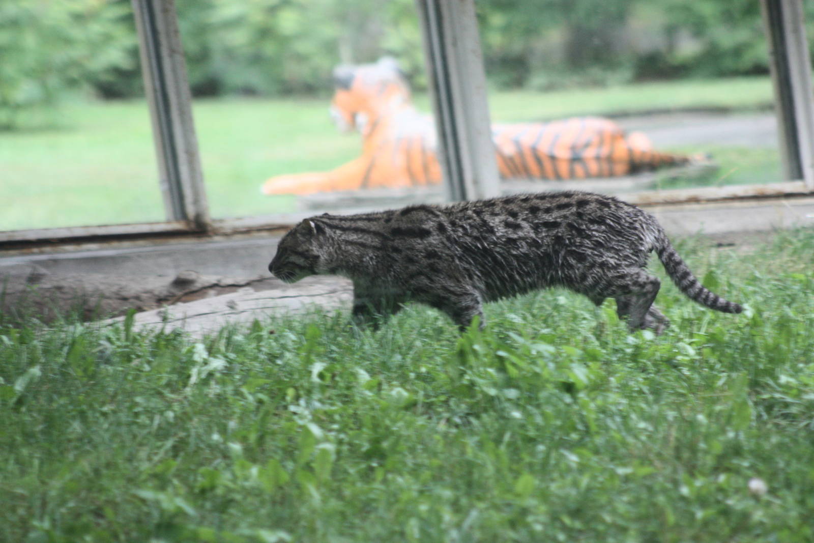 Parken Zoo summer 2013