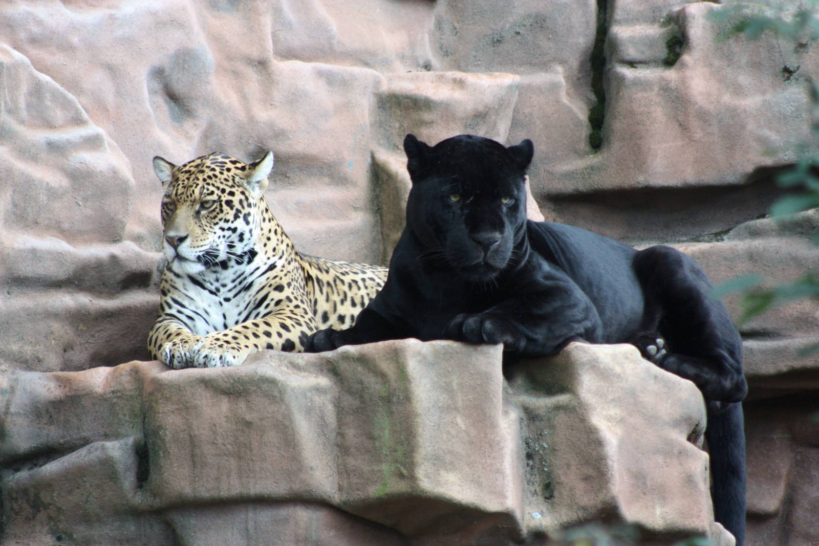 Parken Zoo summer 2013