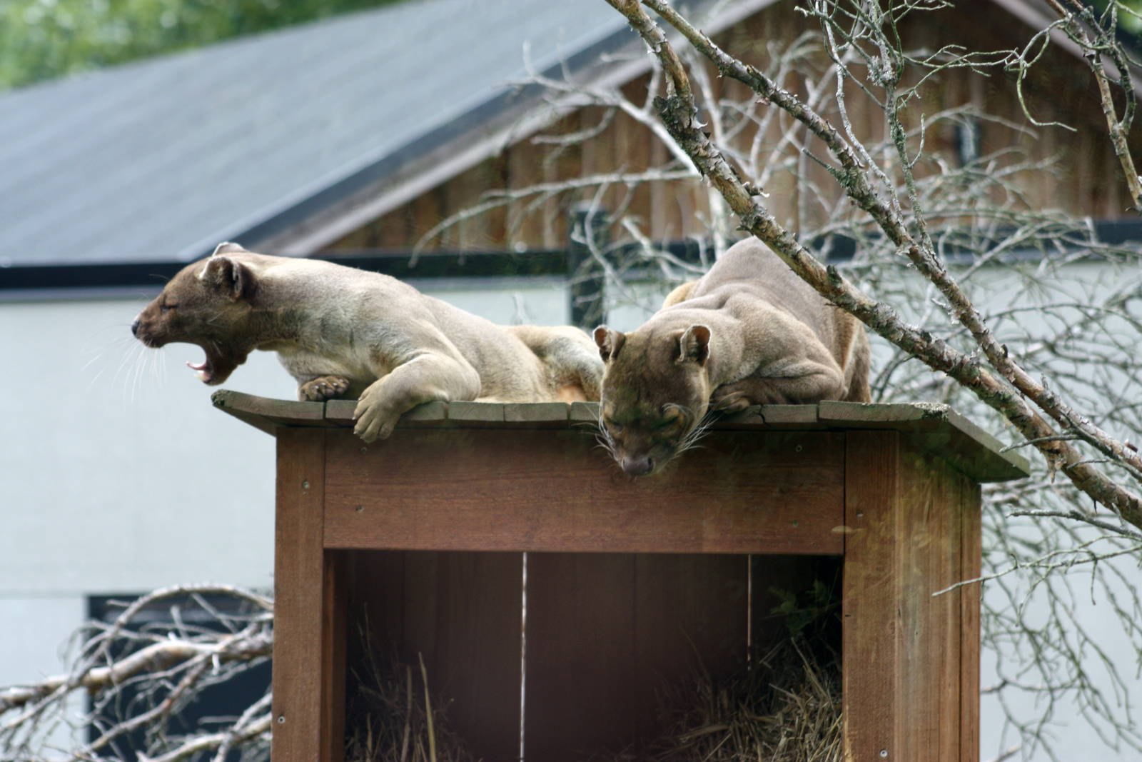 Parken Zoo Summer 2015