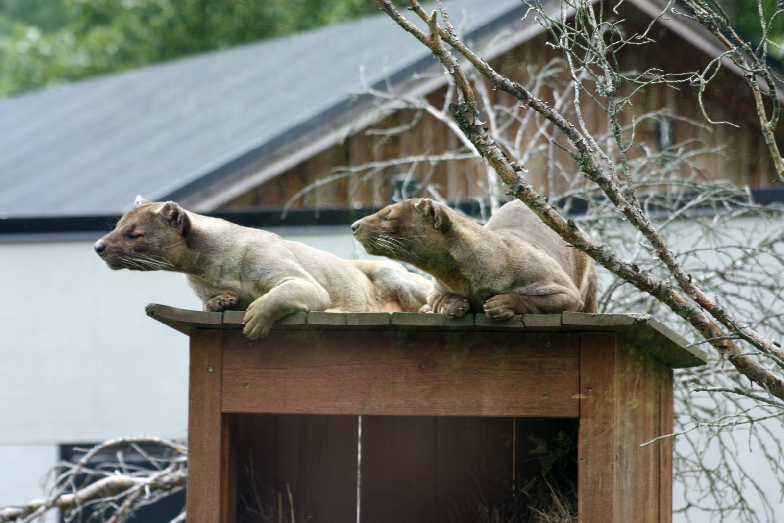 Parken Zoo Summer 2015