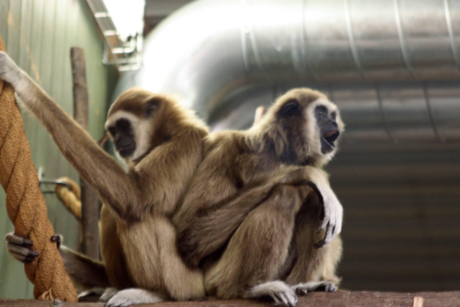 Parken Zoo Summer 2015