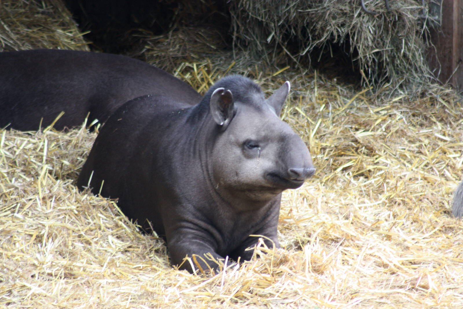 Parken Zoo Summer 2015
