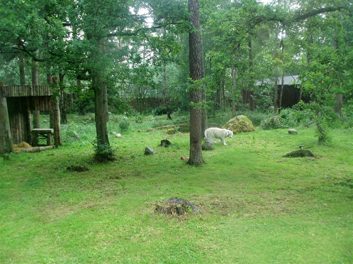 Parken Zoo - White tigers