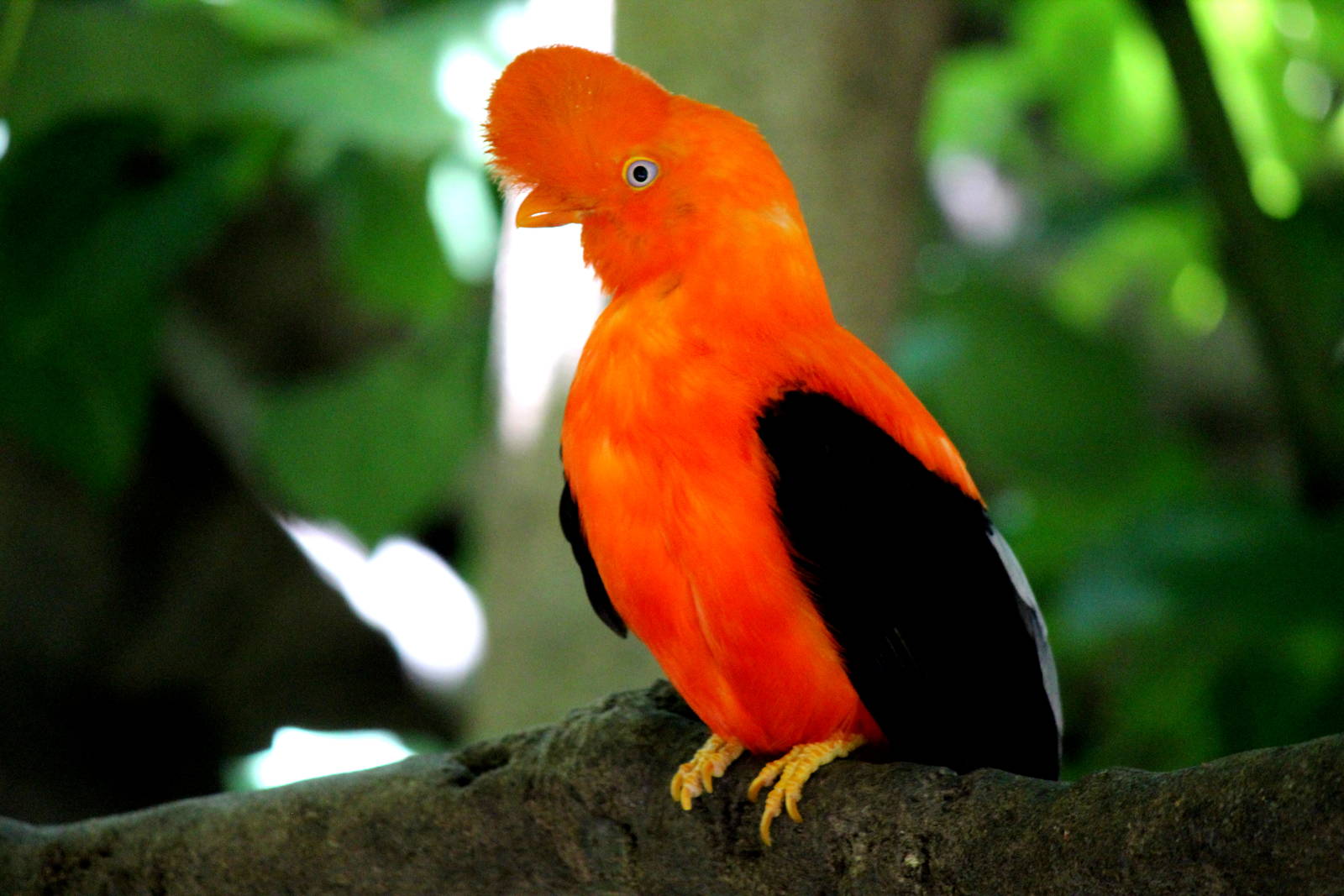 Parker Aviary - Andean Cock-of-the-Rock