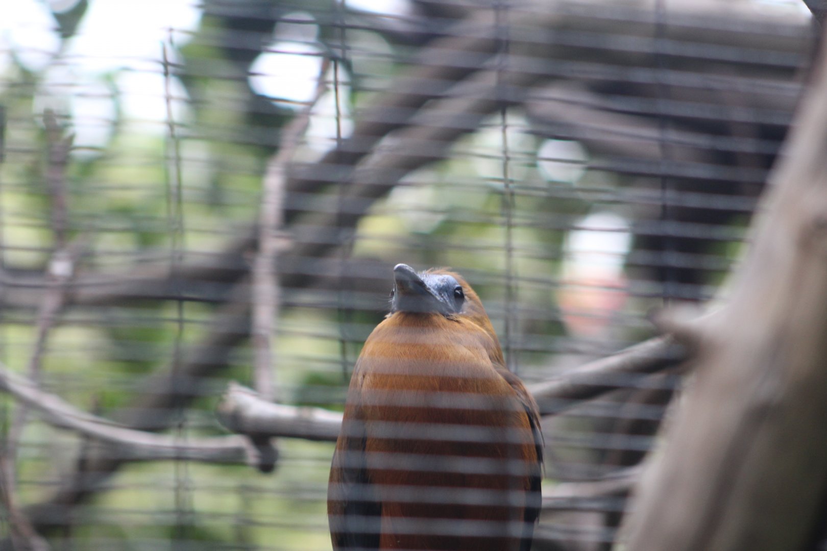 Parker Aviary - Capuchin Bird