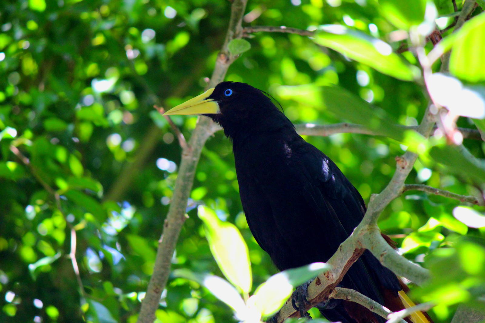 Parker Aviary - Crested Oropendola