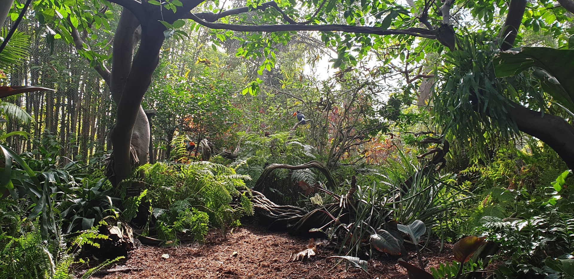 Parker Aviary, Lost Forest