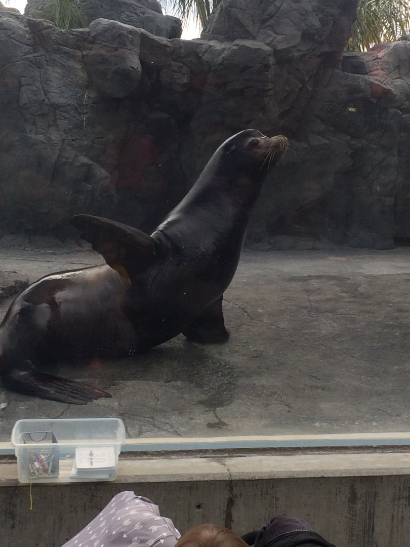 Parker The California Sea Lion