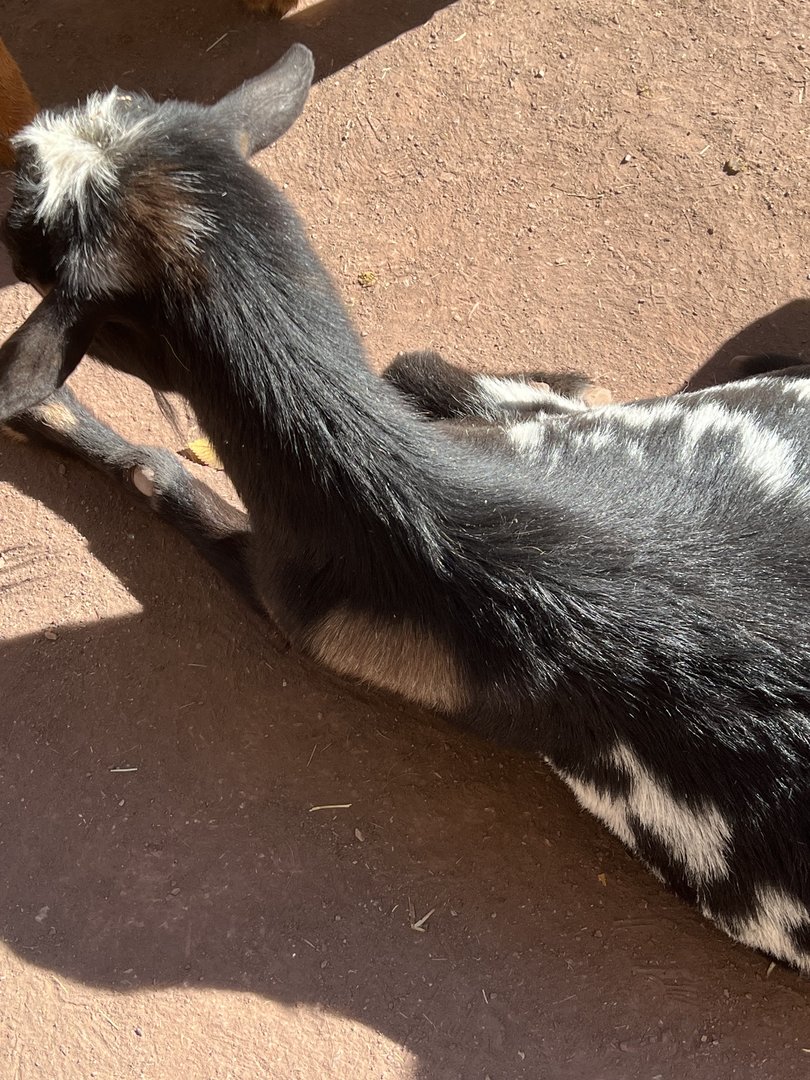 Parker the Nigerian Dwarf Goat