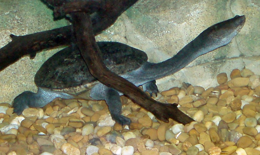 Parker's Snake-headed Turtle (Chelodina parkeri)