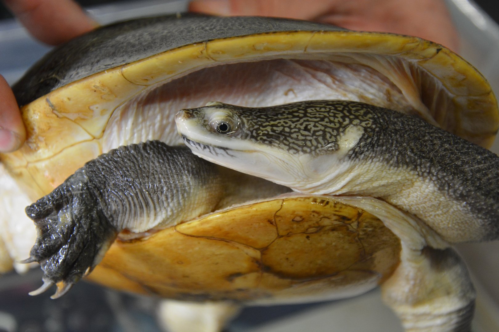 Parker's snake-necked turtle (Chelodina parkeri)