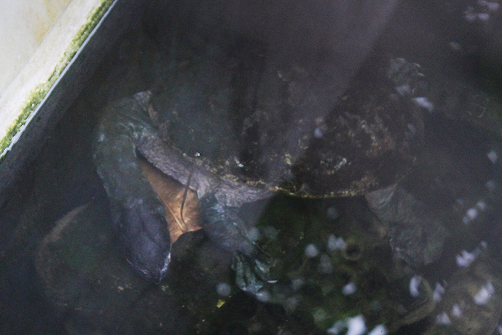 Parker's snake-necked turtle (Chelodina parkeri)