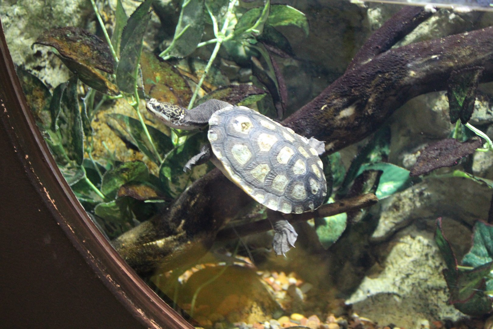 Parkers Snake-necked Turtle