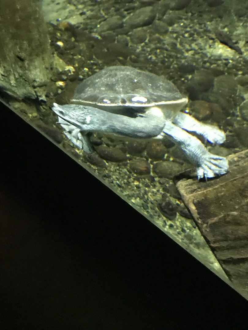 Parker's snake-necked turtle