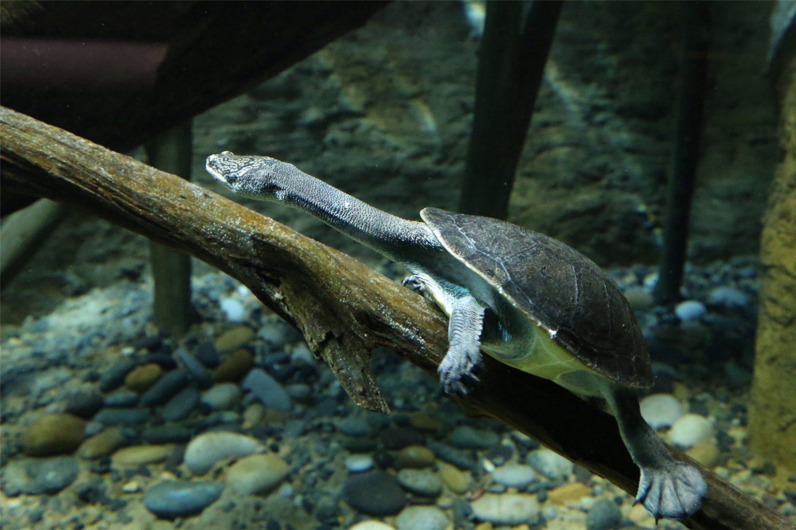 Parker's Snake-necked Turtle