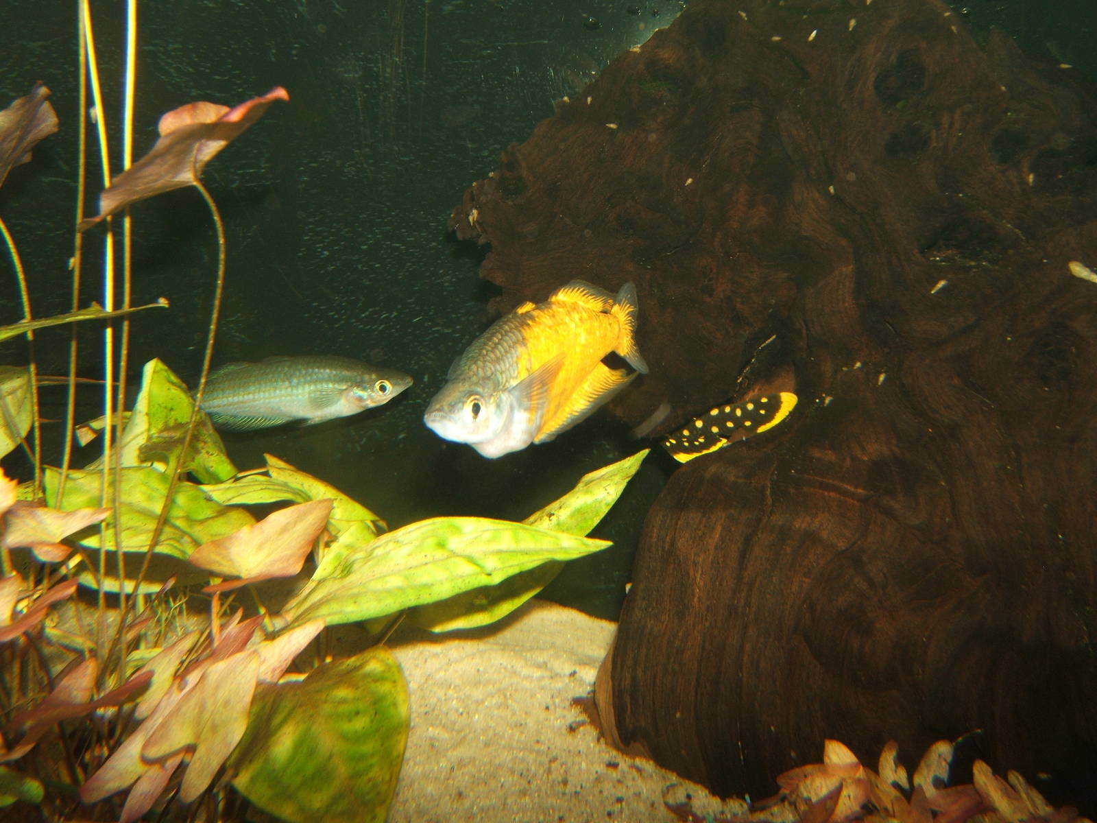 Parkinson`s Rainbow Fish (Melanotaenia parkinsoni)