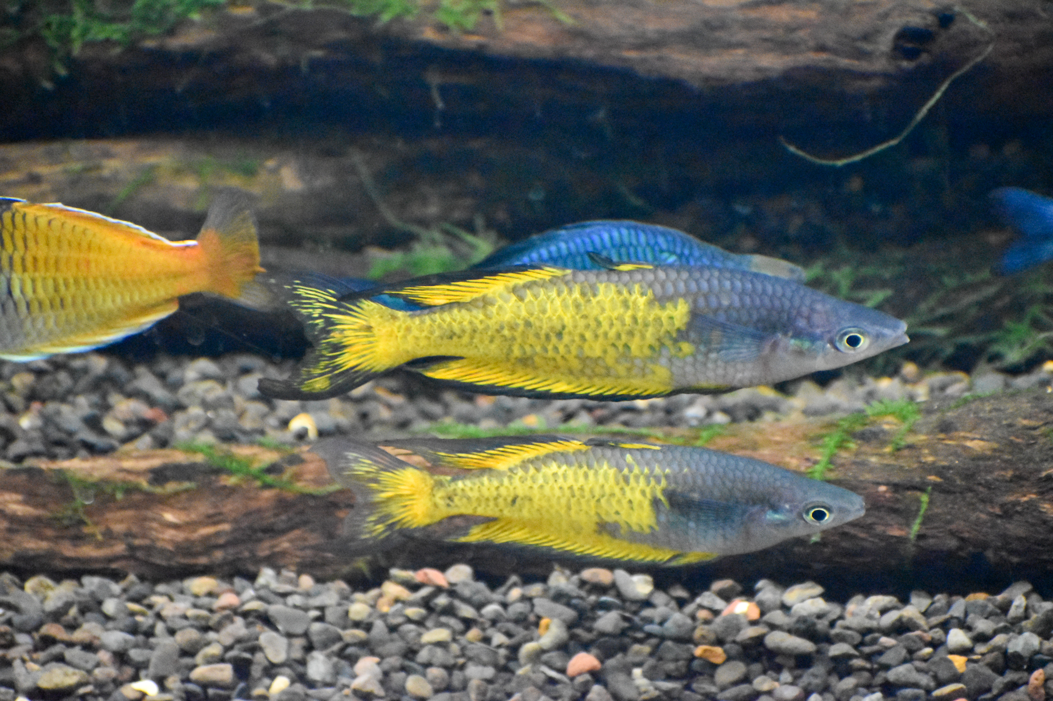 Parkinson's Rainbowfish