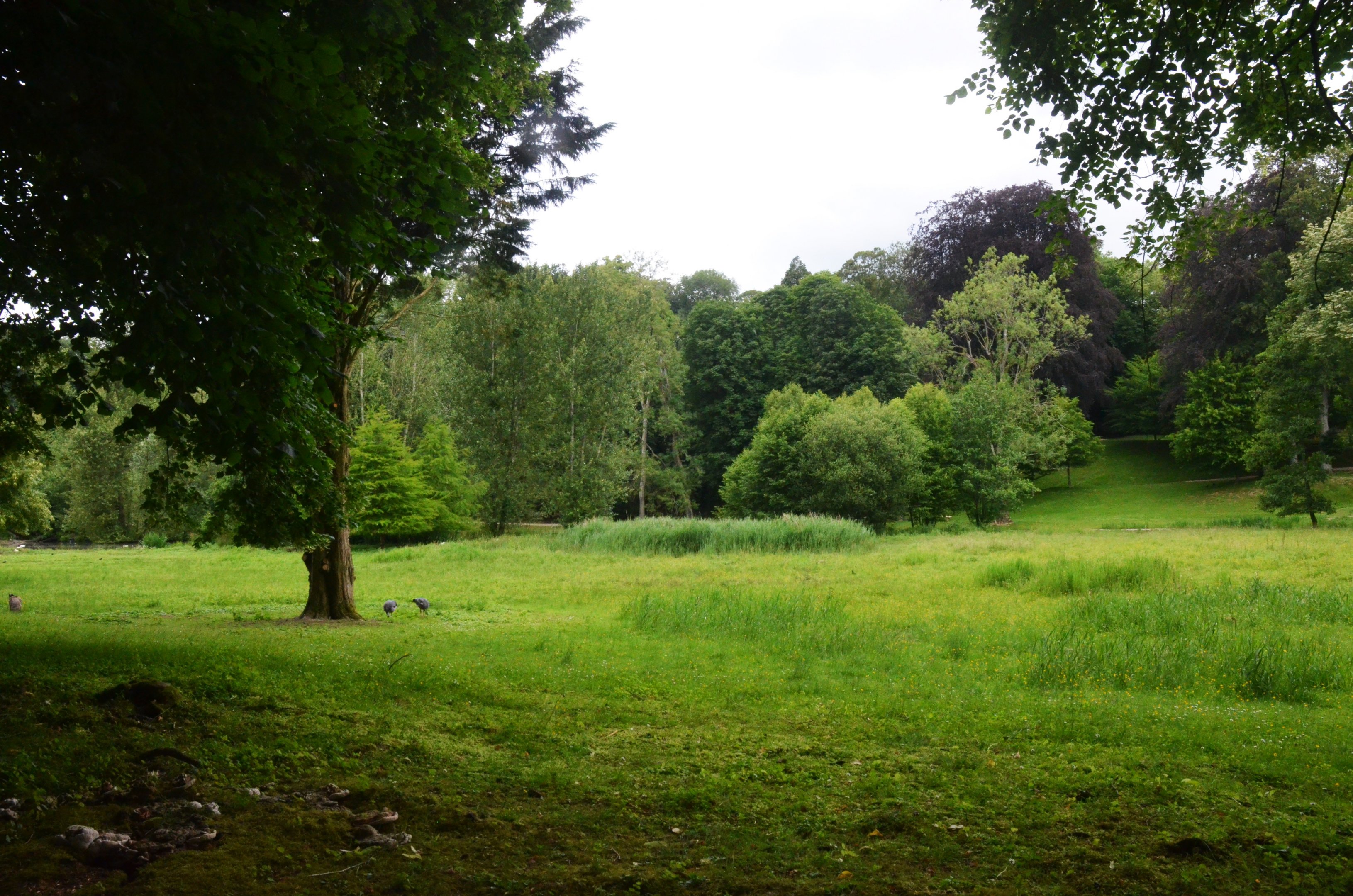 Parkland View with Crested Screamers at Clères, 16/06/18