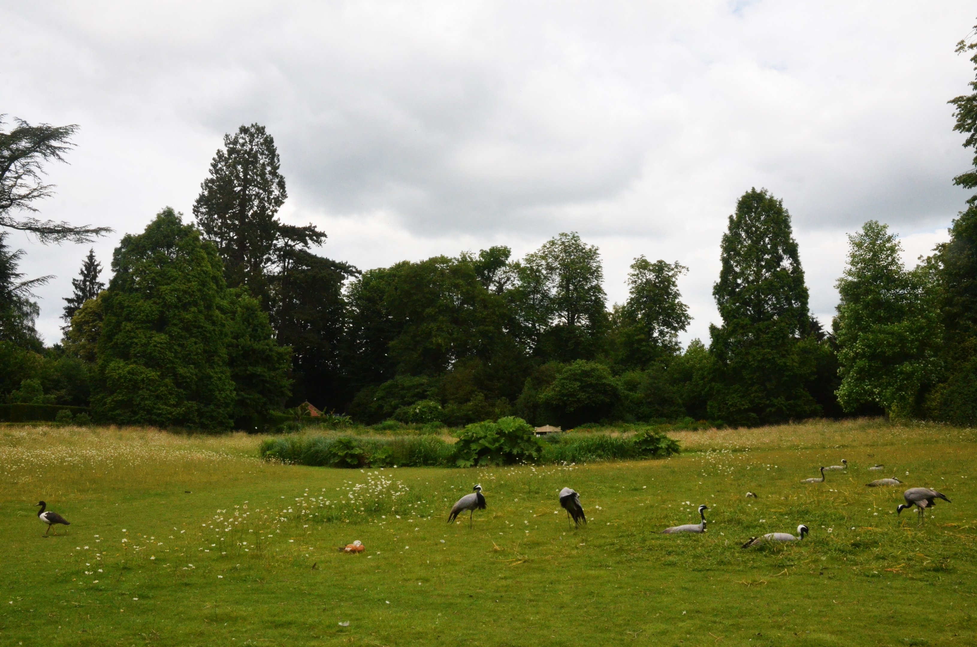 Parkland View with Demoiselle Cranes, Ruddy Shelduck and Magpie Goose at Clères, 16/06/18