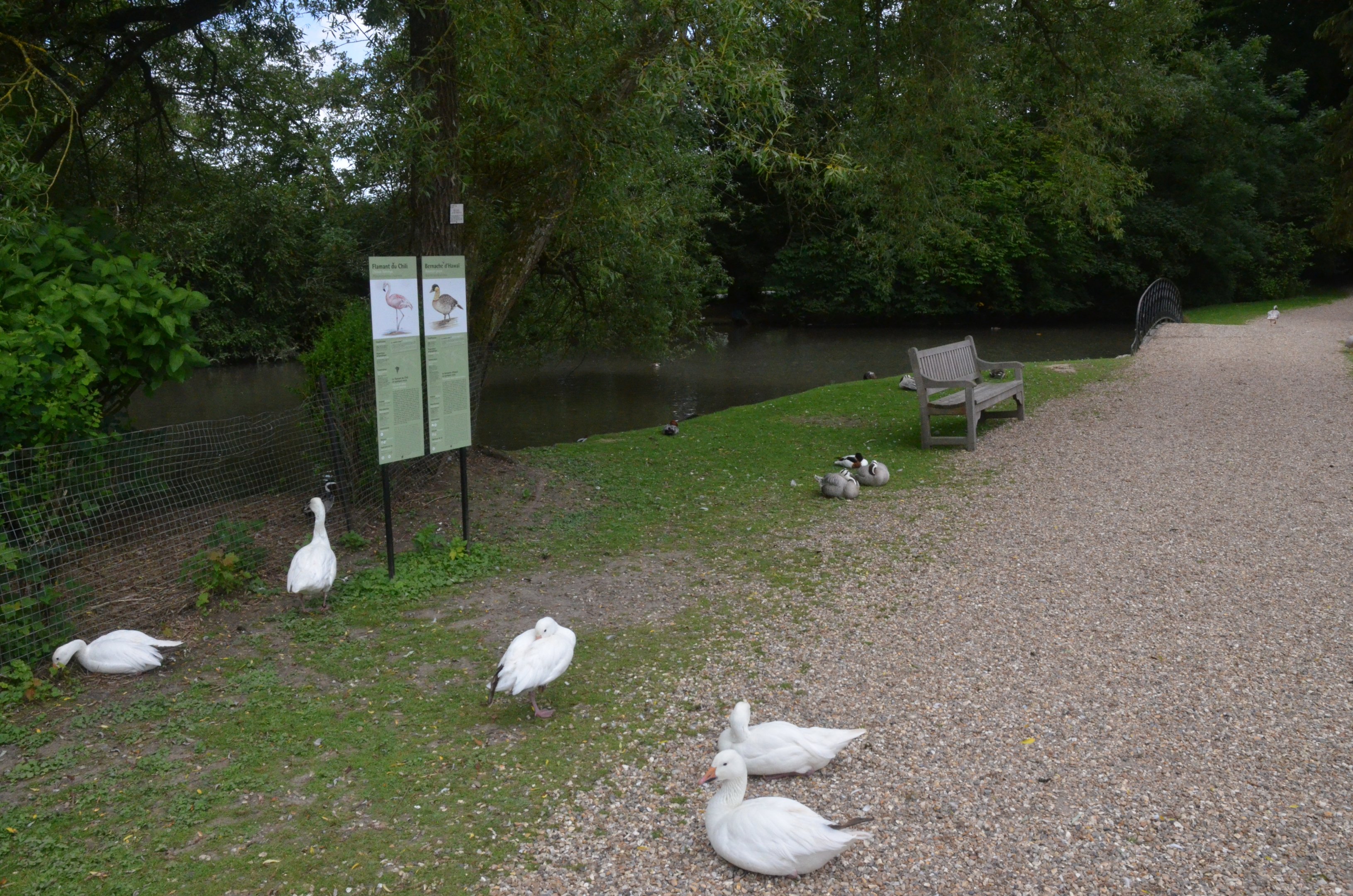 Parkland View with Geese at Clères, 16/06/18