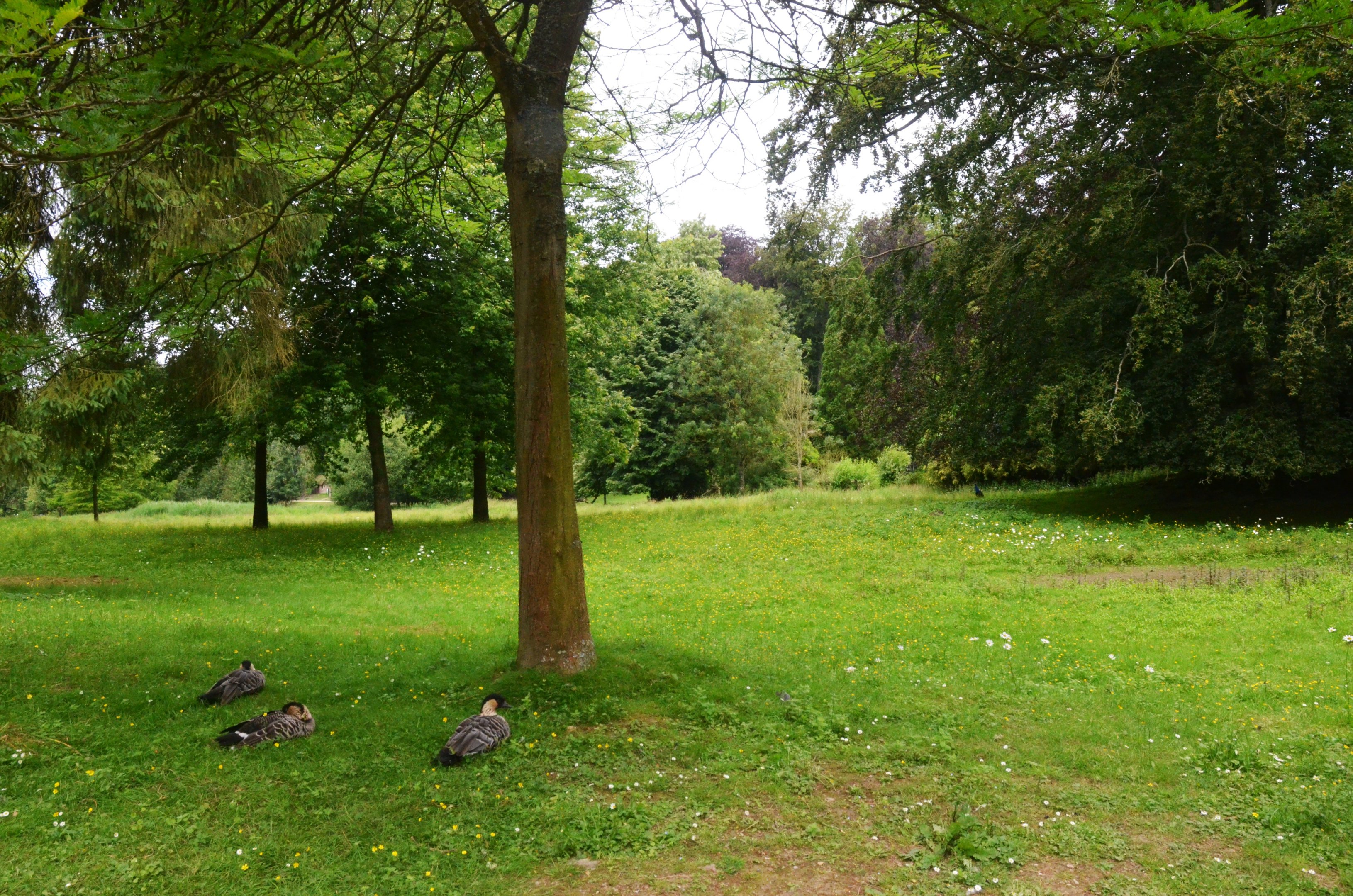 Parkland View with Ne-nes at Clères, 16/06/18