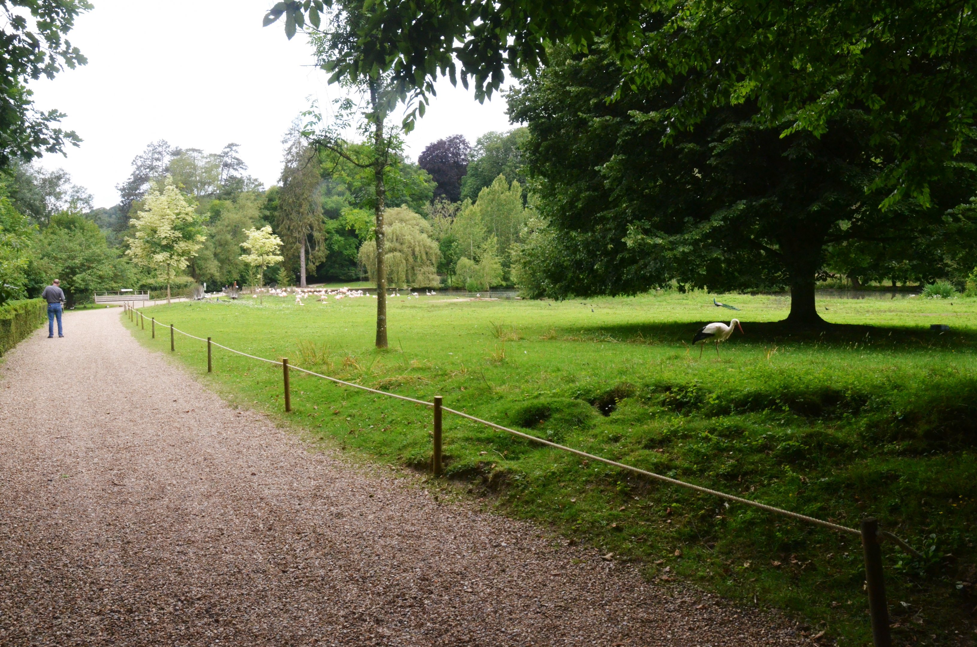 Parkland View with White Stork at Clères, 16/06/18