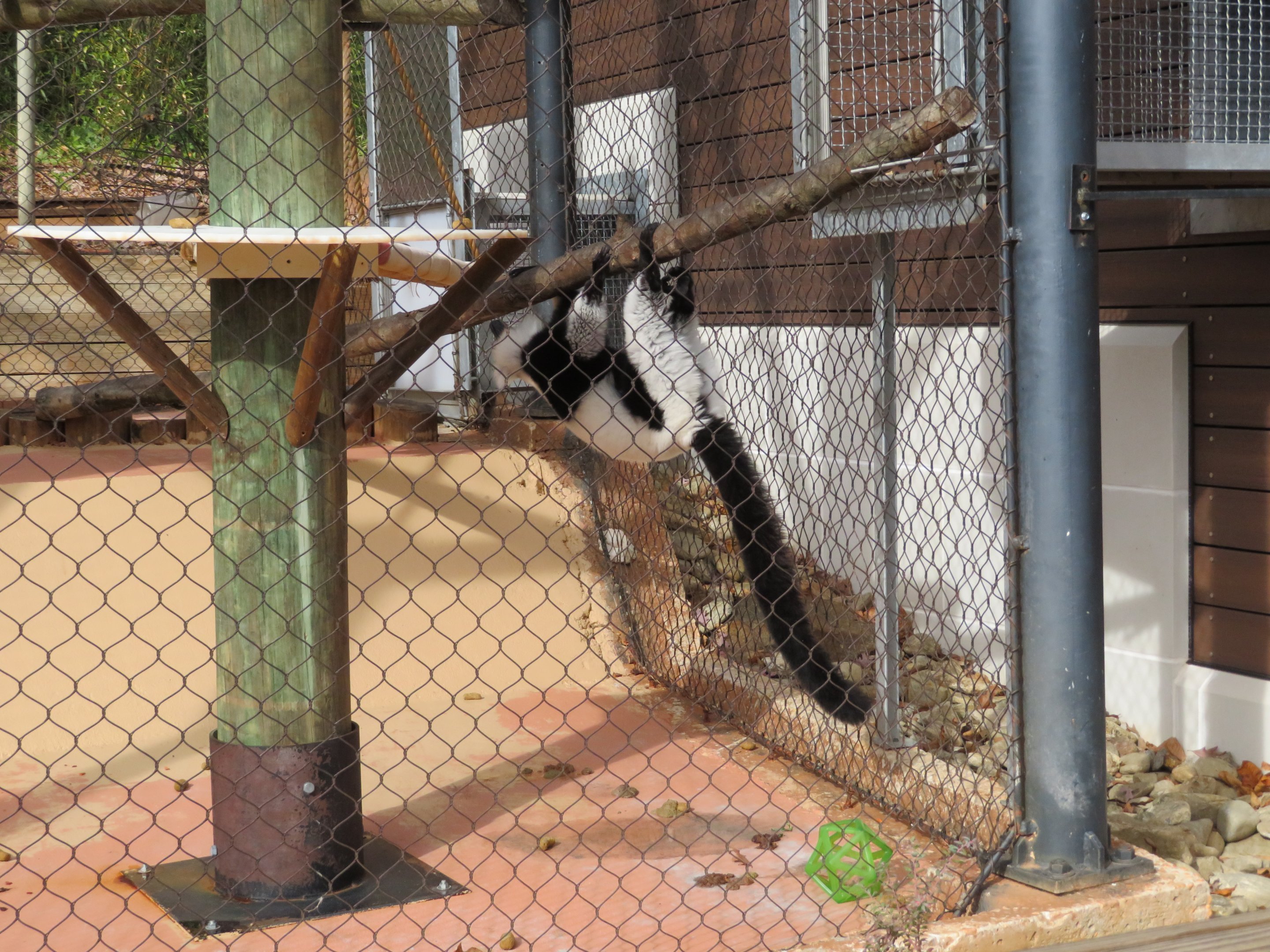 Parkour Lemur