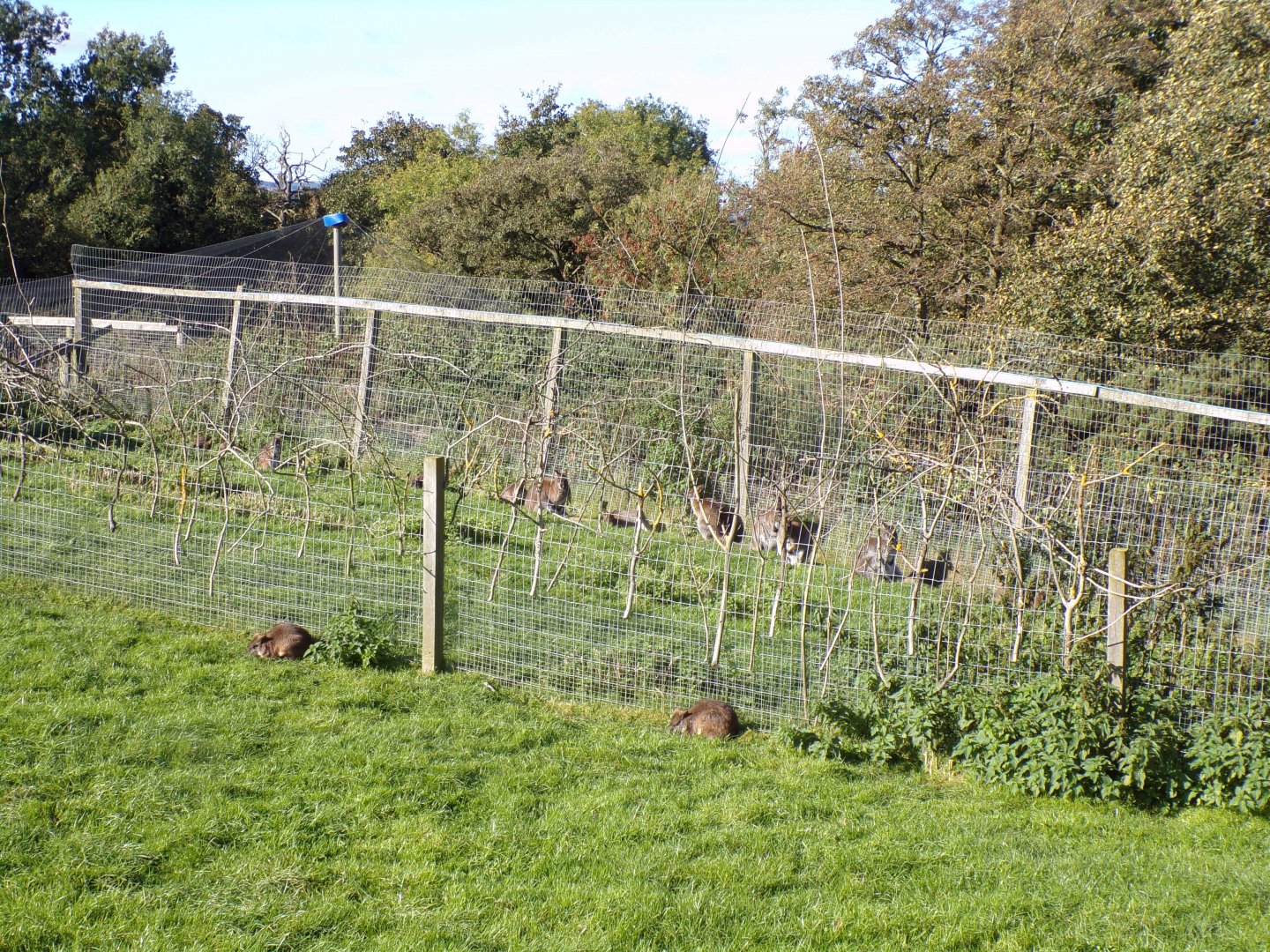 Parma and Bennett’s wallabies 14.10.23