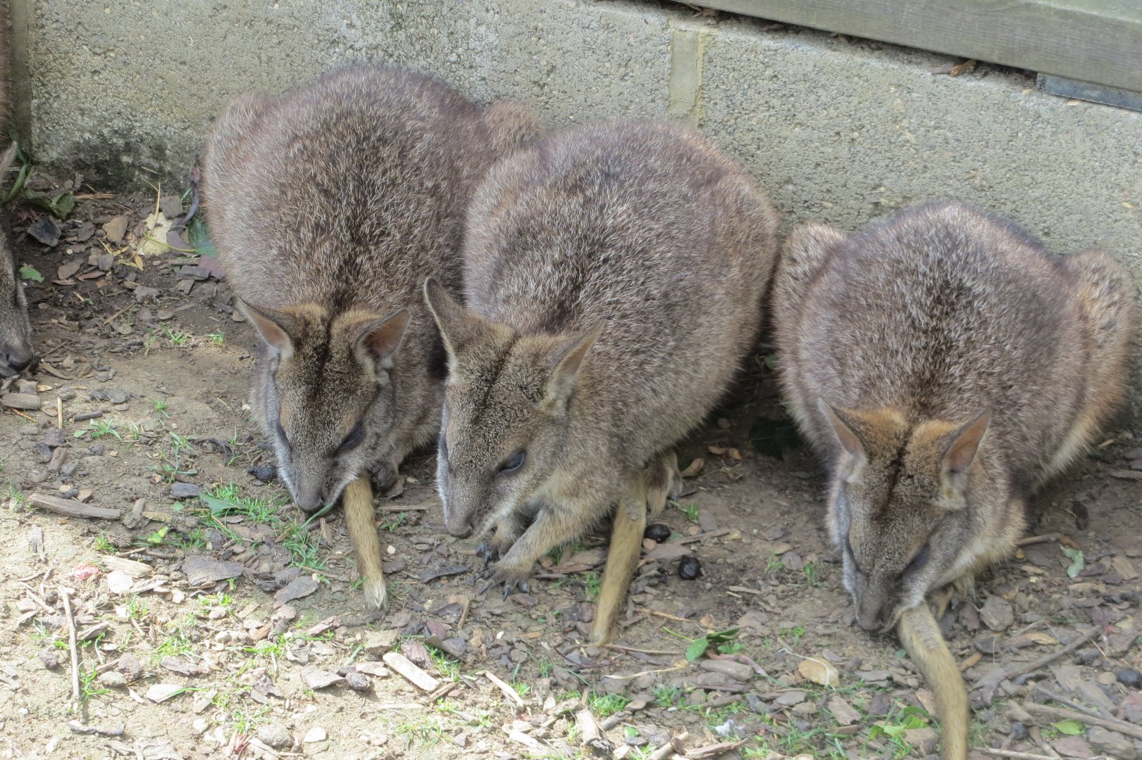 Parma wallabies 100819