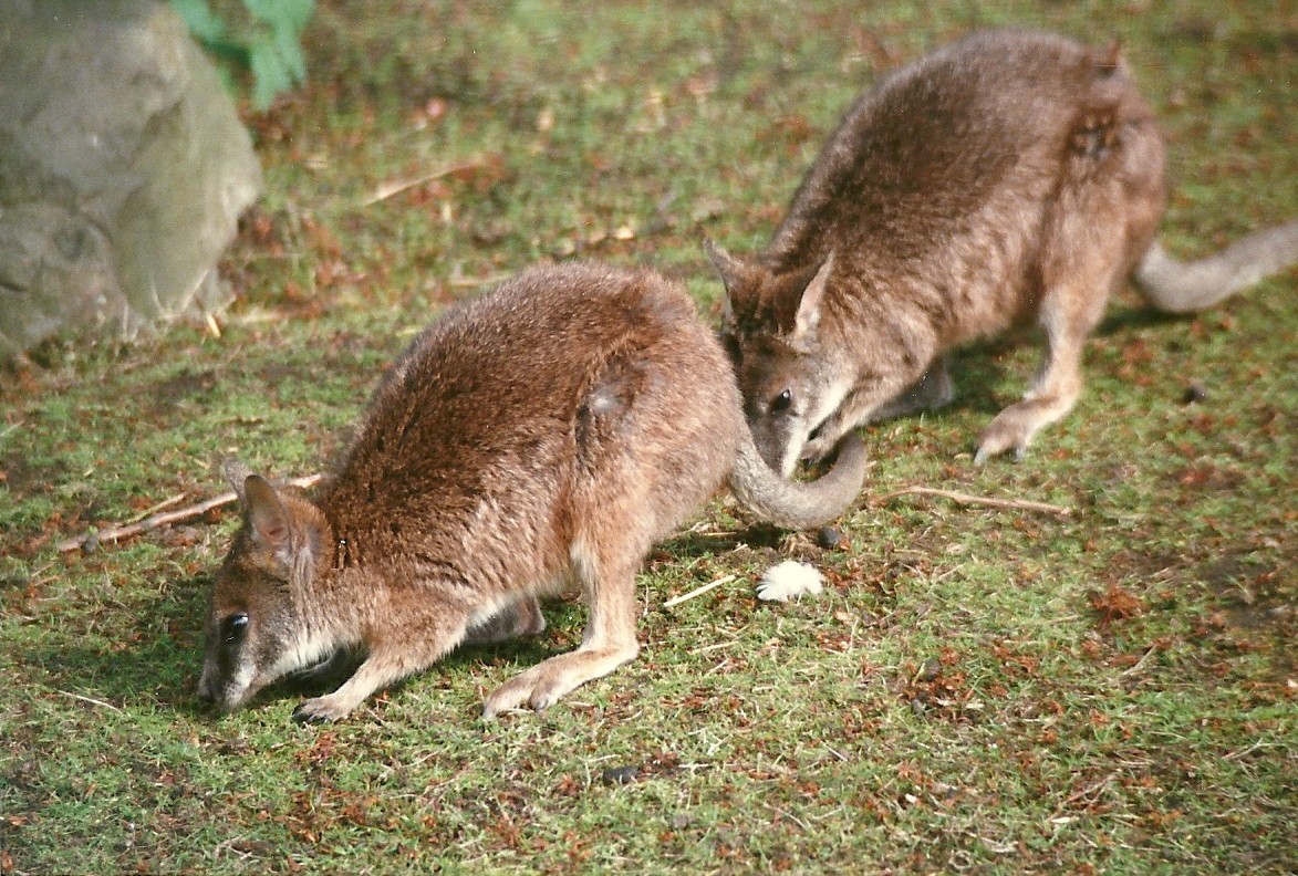 Parma Wallabies 8th June 1996
