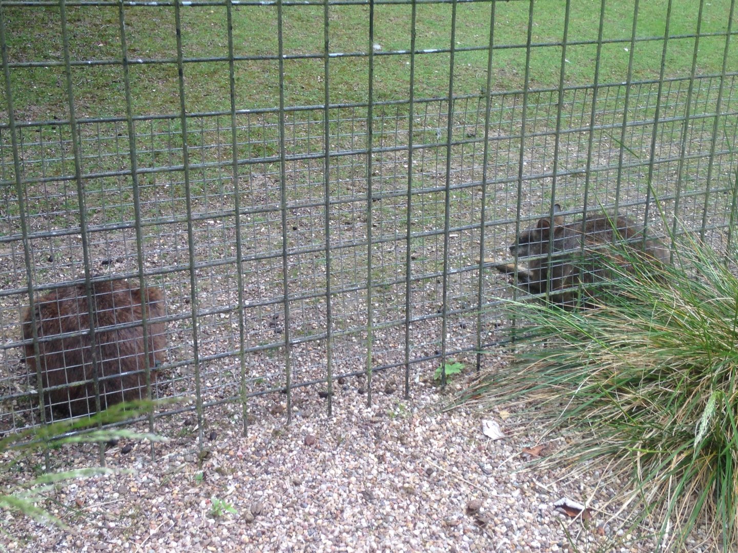 Parma wallabies, 9th July 2019