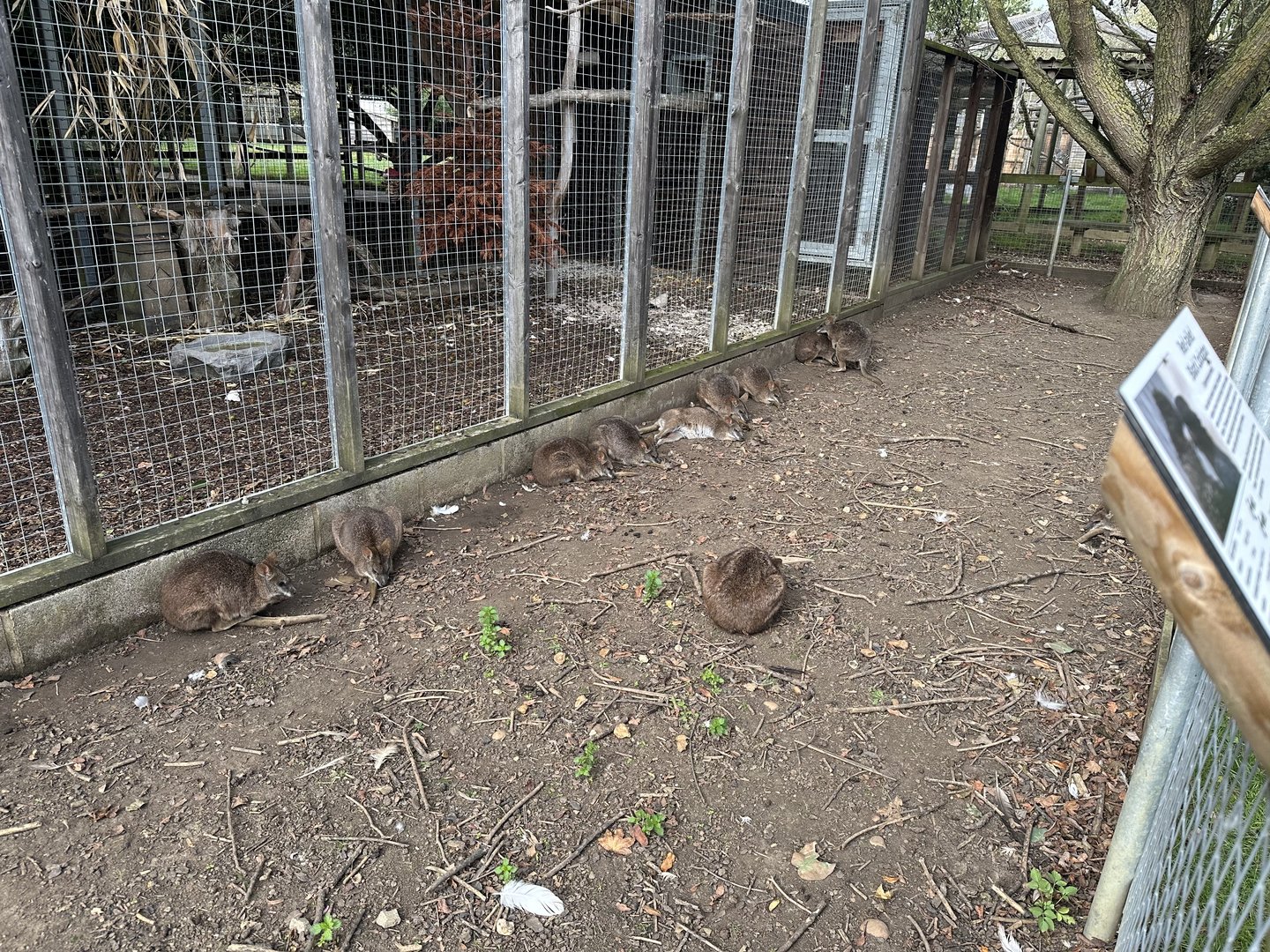 Parma Wallabies at Hamerton Zoo Park (October 2023)