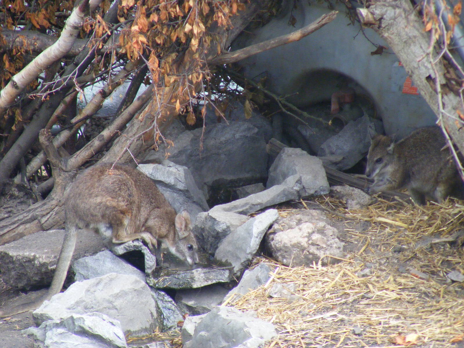 Parma wallabies at Wickid Pets Animal Adventure, 18 June 2011