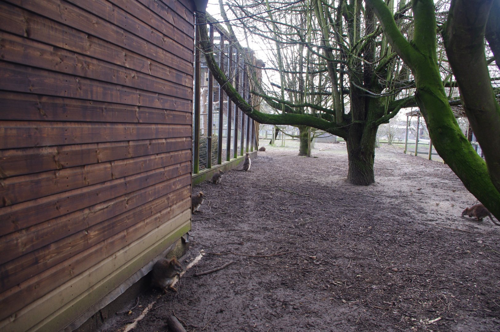 Parma? Wallabies- Hamerton Zoo Park 6/3/2022